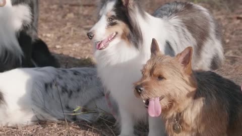 #Dogs posing outdoors#