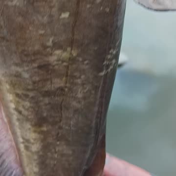 Bullhead catfish