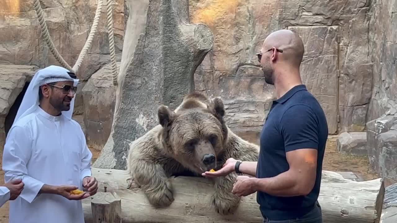 Andrew Tate VS A BEAR!!