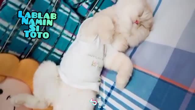 British Persian Cat ||friendly & sweet cat||[Name ToTo]