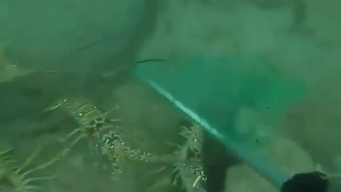 This is a beautiful and charming water-dwelling species