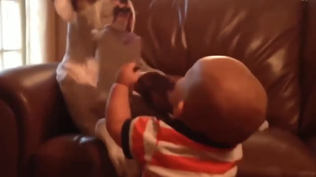 Babies Laughing With Dogs | Animália Universe