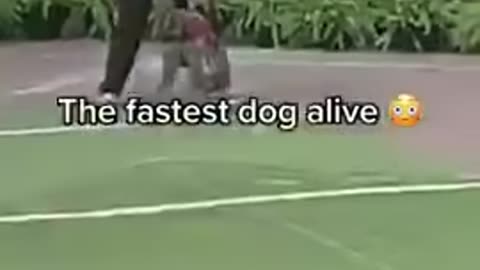 Check out the fastest dog alive!