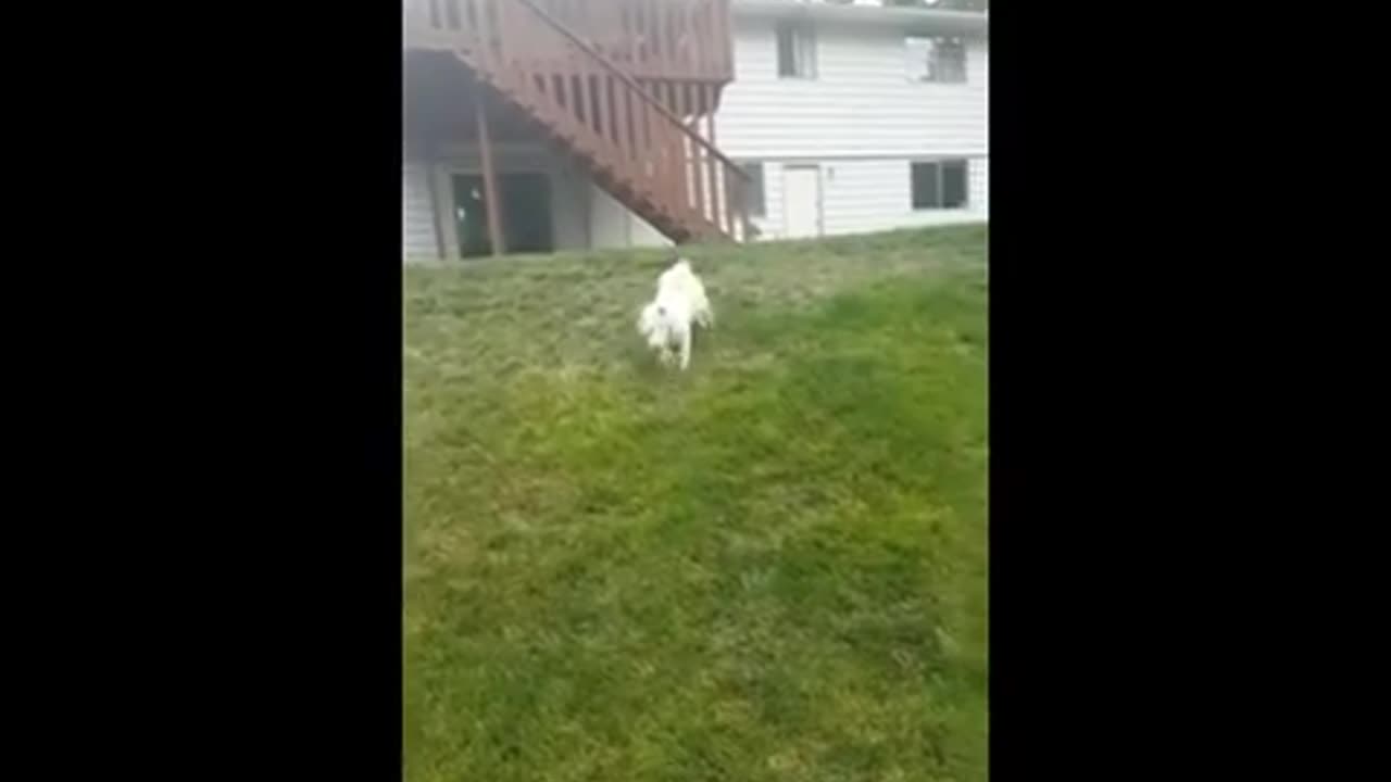 Funniest Cat And Dog playing together