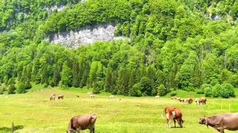 Ebenalp_ Switzerland - Unbelievable Places On Earth - Breathtaking Nature in HD - Travel Vlog