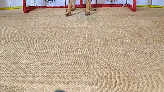 MustseetrickfromGermanShepherdDog