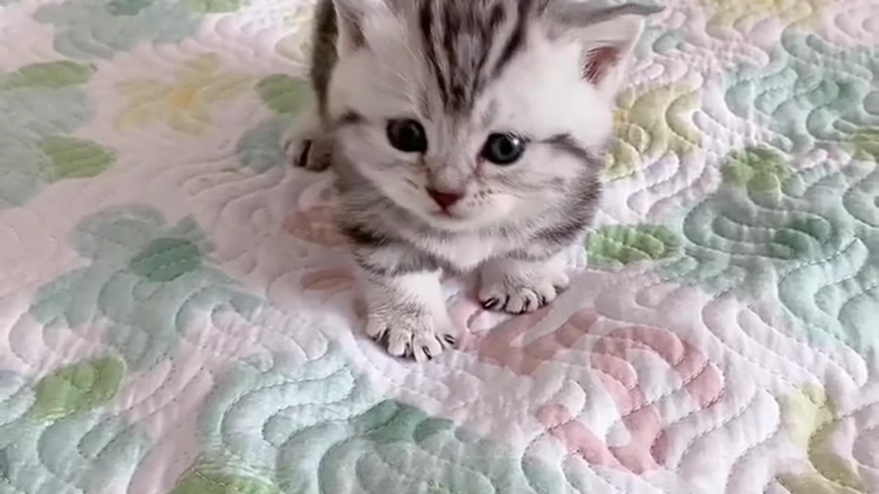 Cute cat