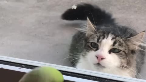 Smart bird(Parrot)