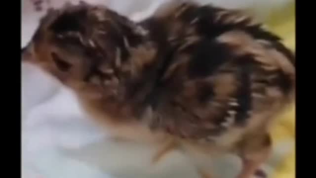 (Don't watch this video while eating) Guy grows a chick in an opened egg