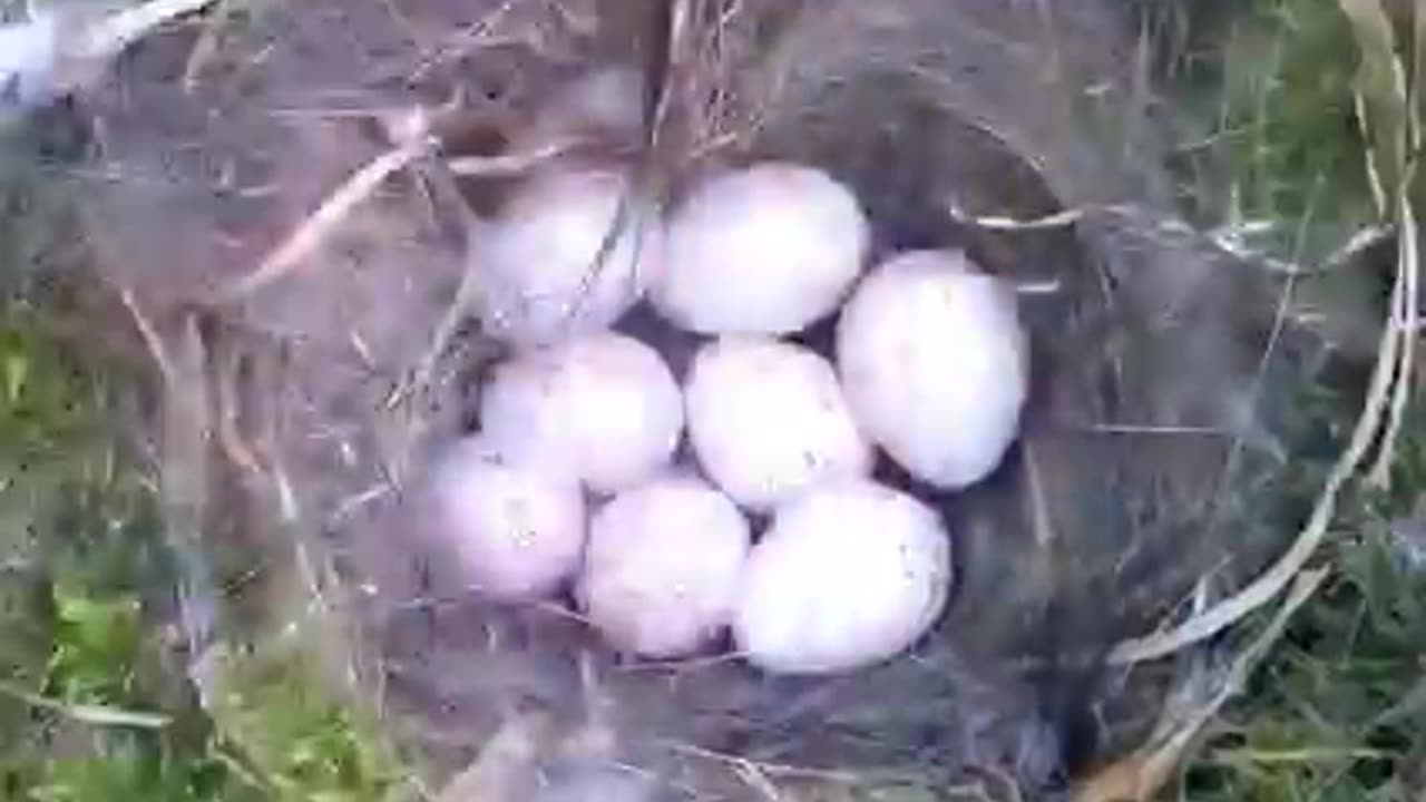 The complete story from building the nest tho chick's fledging