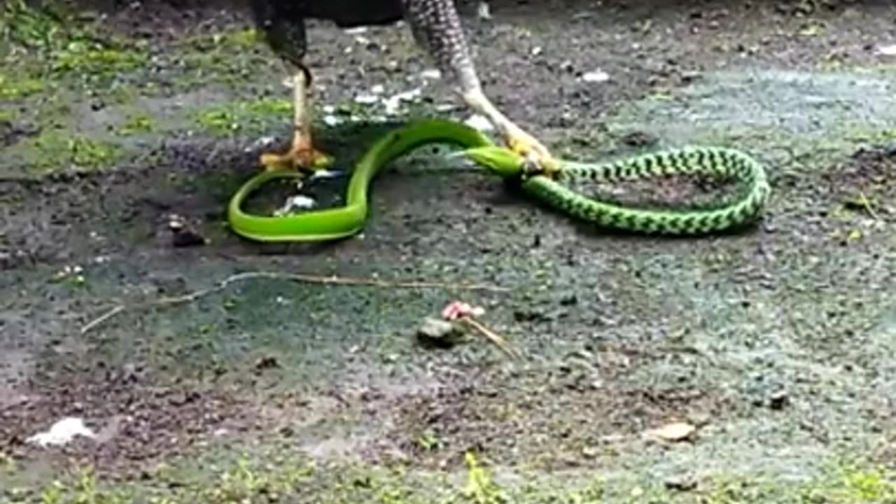 Eagle Vs snake fight 😱