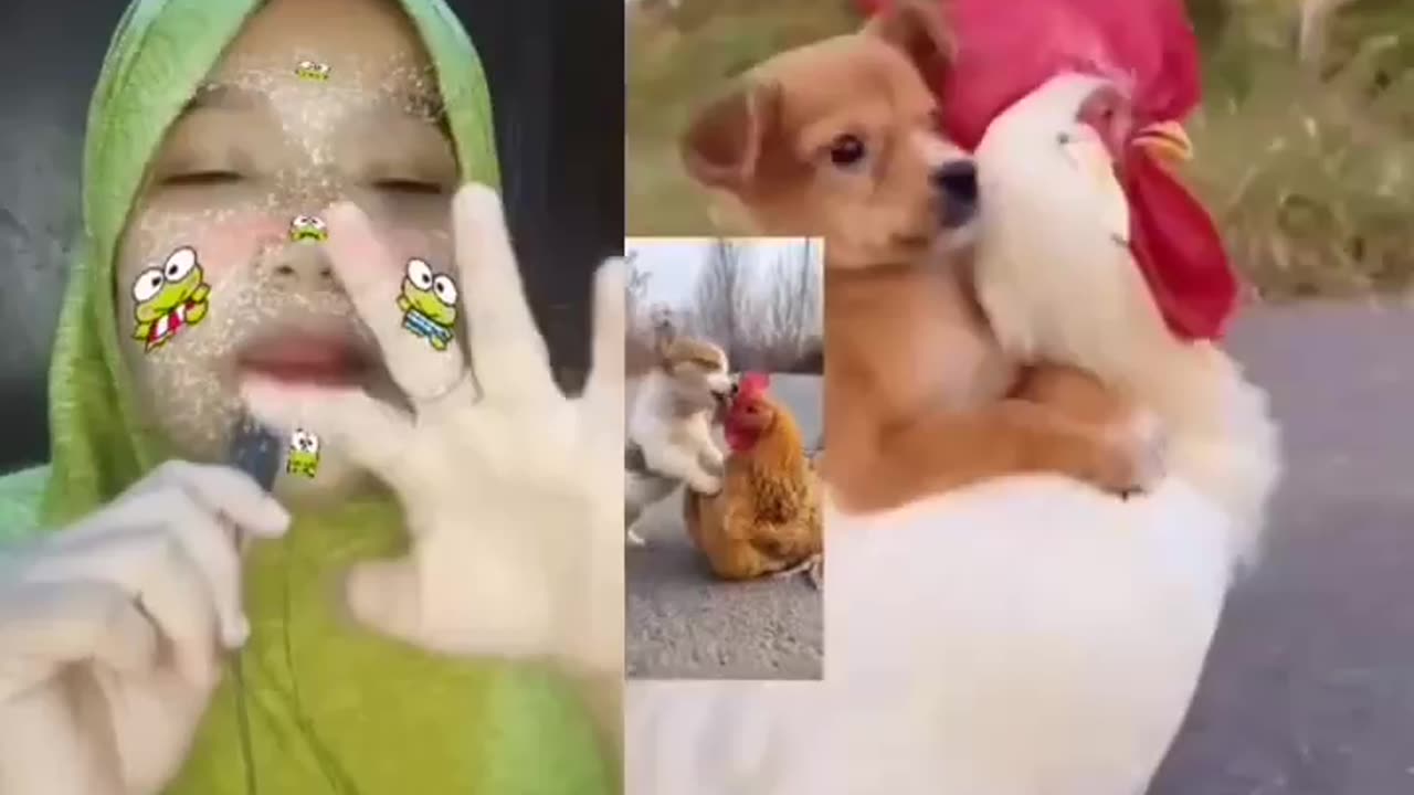 Friendship between puppies and chickens 😍 Funny Dubbing