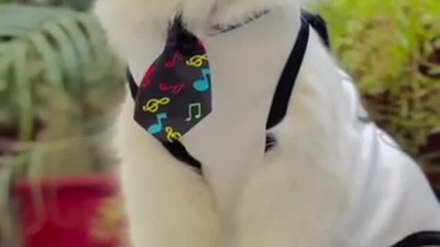 3.#cute cat#shorts