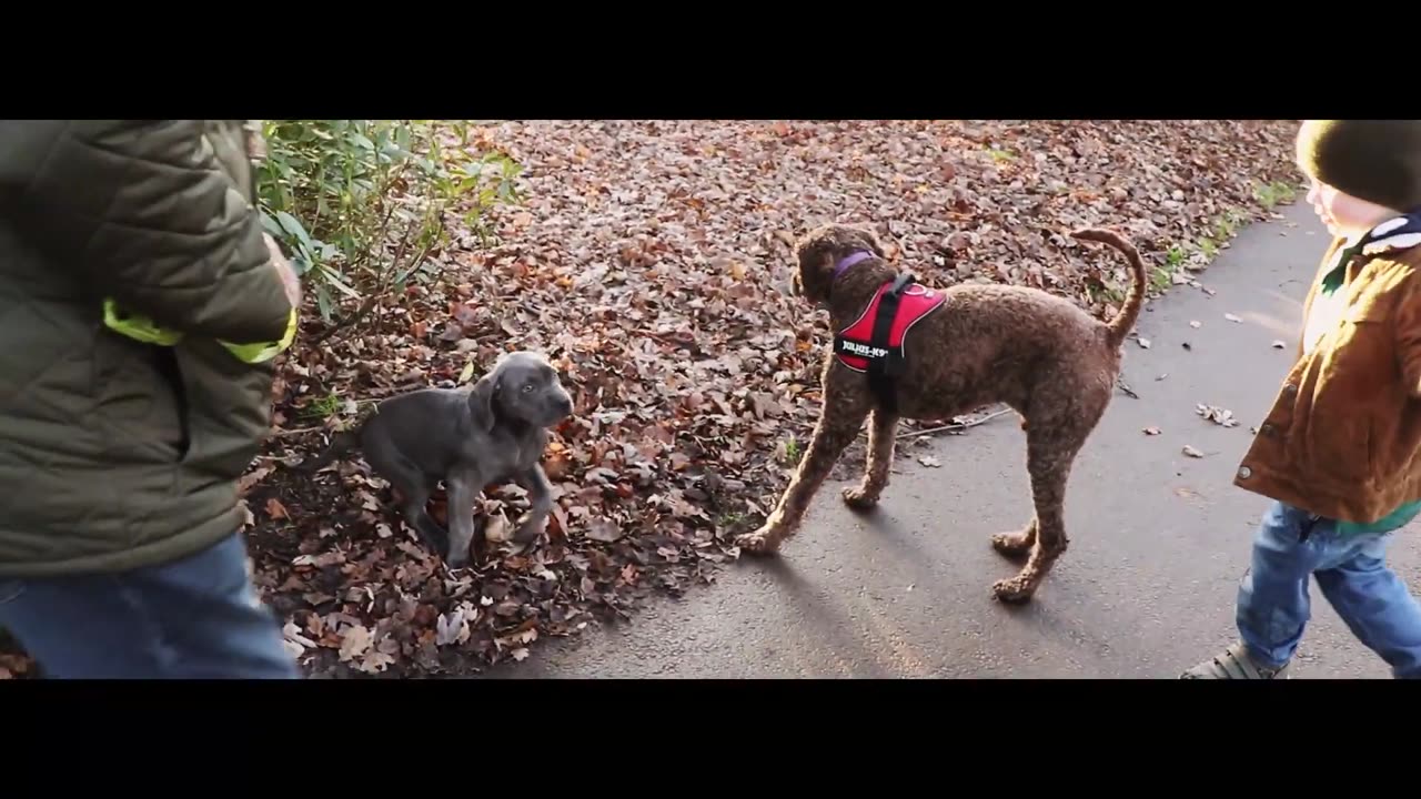 Cane Corso Puppy Obedience Training Is Going AMAZINGLY!