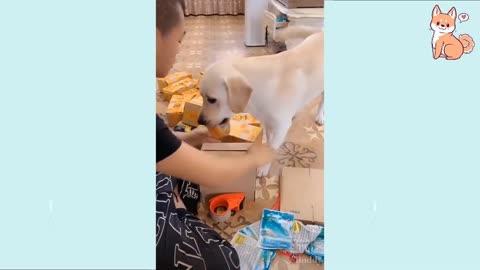 The DOGS 🤣 Funny DOG Videos