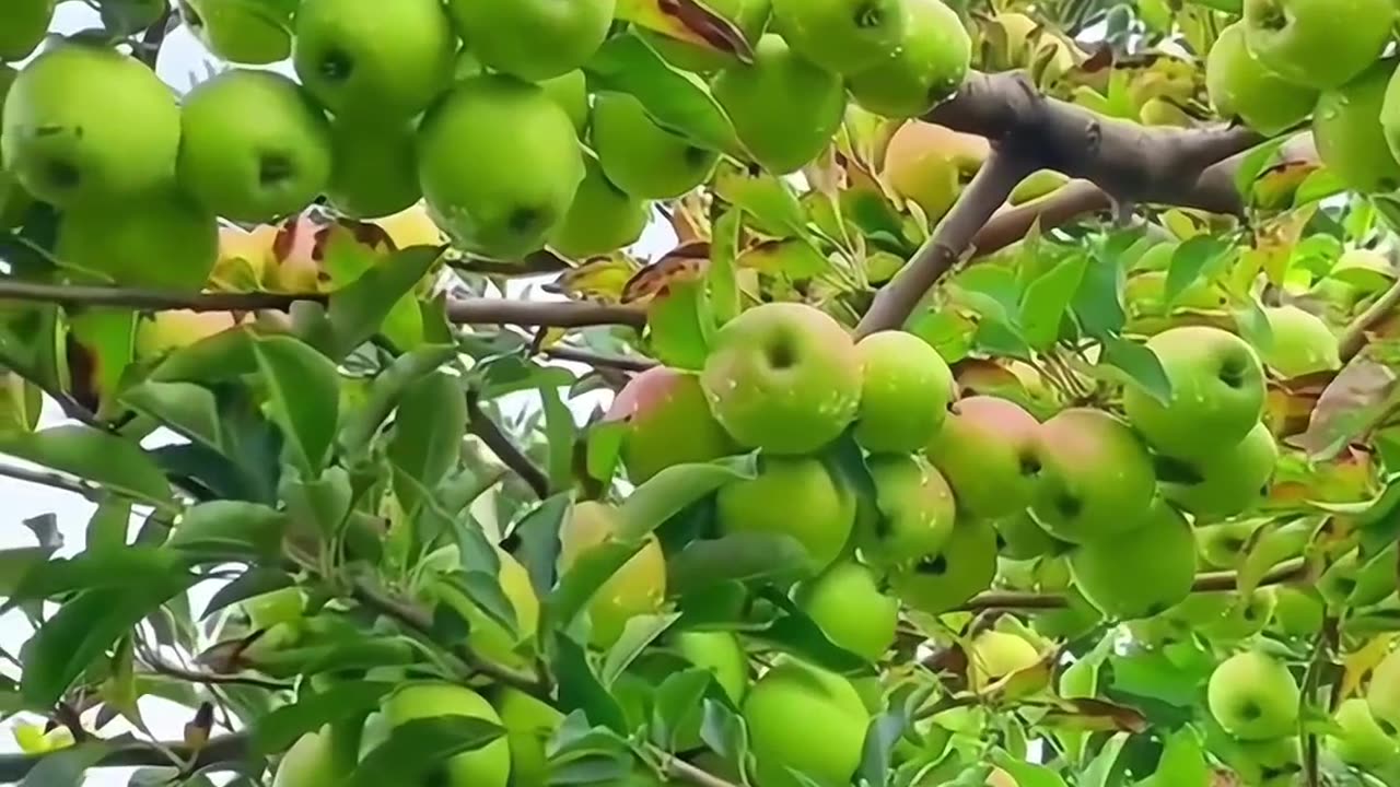 Green 🍏 apple organic fruits firm's