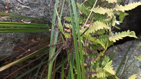 Diving bell spider