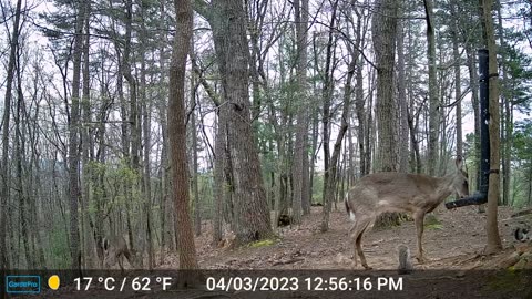 The Woods – 04/04/2023