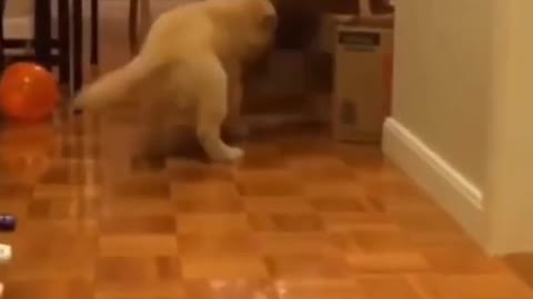 super cute dog