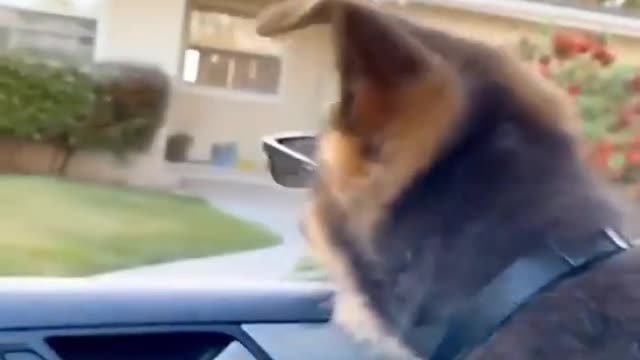 Baby Dogs -Funniest and Cutest Labrador Puppies Best Funny Animals Videos viral Part 60