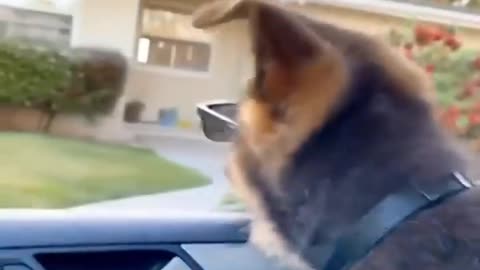 Baby Dogs -Funniest and Cutest Labrador Puppies Best Funny Animals Videos viral Part 60