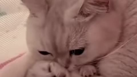 Hey one in a Million love cat 💖💖Cute kitten hugs puppy 🥰💗