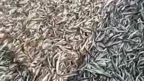 Amazing huge caught fishing net 🐟