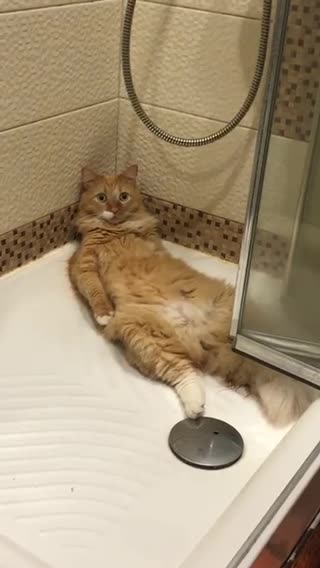 cat relaxing in the shower