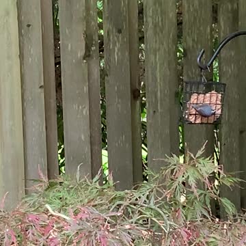 Little glutton! Red-breasted Nuthatch gets his fill of hot-pepper suet