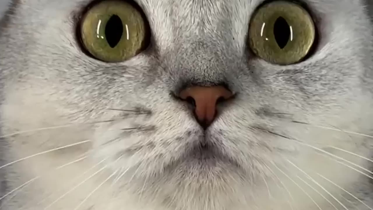 Animals Funny Video