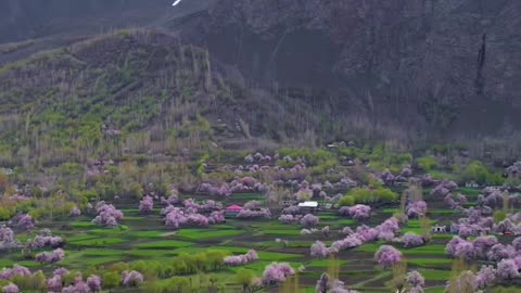 Pakistan