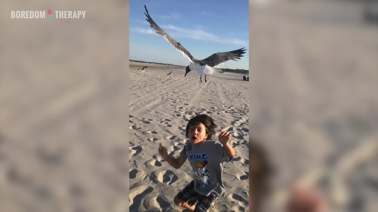 Don't feed seagulls, kids