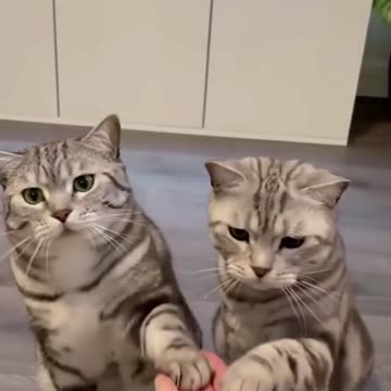 Cats Asking For Food | Cute Cats | Animals Axis