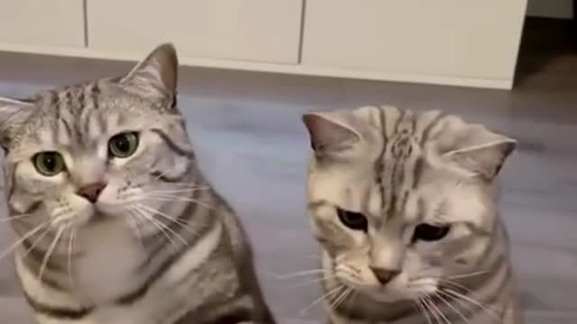 Cats Asking For Food | Cute Cats | Animals Axis