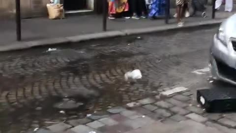 It is almost impossible to find a European in Paris anymore.