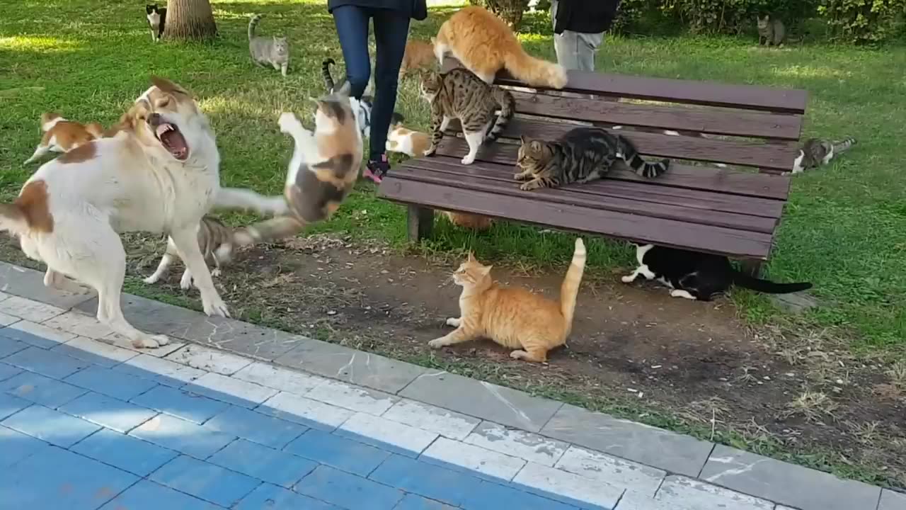 wild cat attacks on a cute dog , Cat V/S Dogs