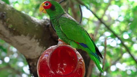 parrot 5