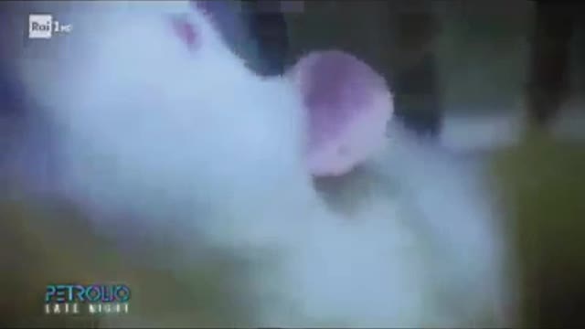 Cosa succederà col 5g?