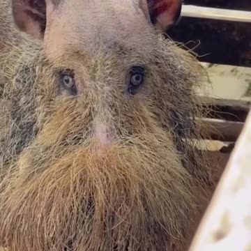 What I look like if I grew a beard 🤣