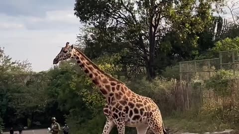 OMG Cute Giraffes