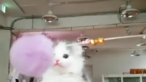 Cute Cat fun Time