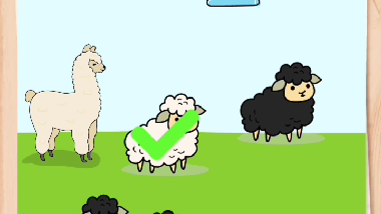 where is my white sheep????