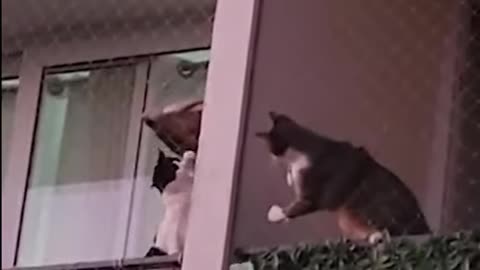 Crazy Cats Going Wild – You Won't Believe What Happens Next! 😸