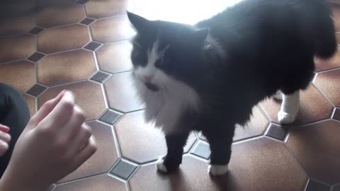 Cat video