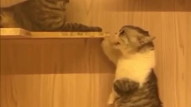 Funny Cats Talking