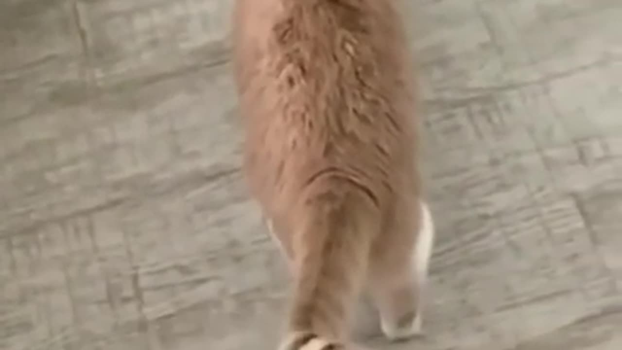 Funy animal video 🐈