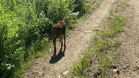 New Baby Moose Meets People