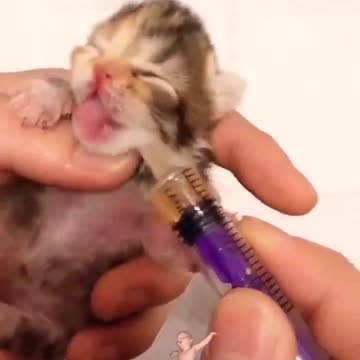 cute kitten song , kitten sounds