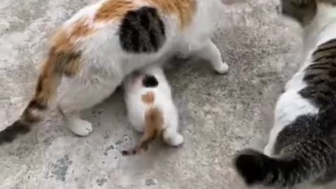 Cute Little Family, Mom, Dad & Son #shorts #viral #shortsvideo #video