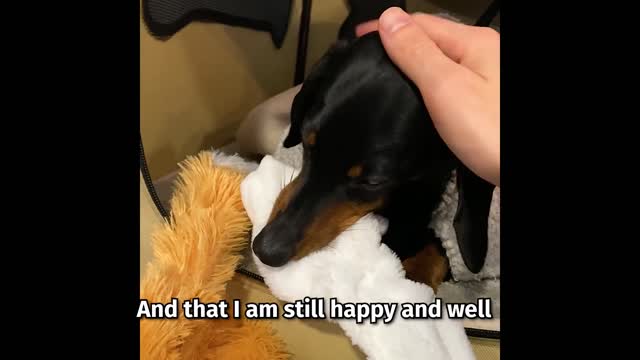 Crusoe's health update, and a special announcement !
